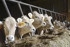 Cuyahoga Falls Farm Animal Mortality insurance